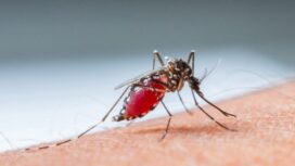 Ilustrasi nyamuk Aedes Aegypti penyebab demam berdarah. (net)