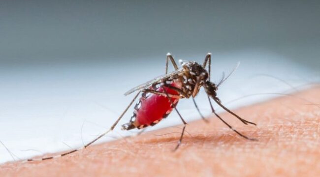 Ilustrasi nyamuk Aedes Aegypti penyebab demam berdarah. (net)
