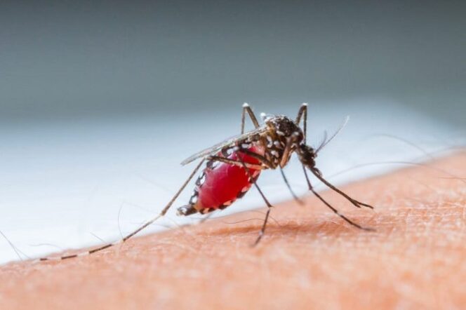 
					Ilustrasi nyamuk Aedes Aegypti penyebab demam berdarah. (net)