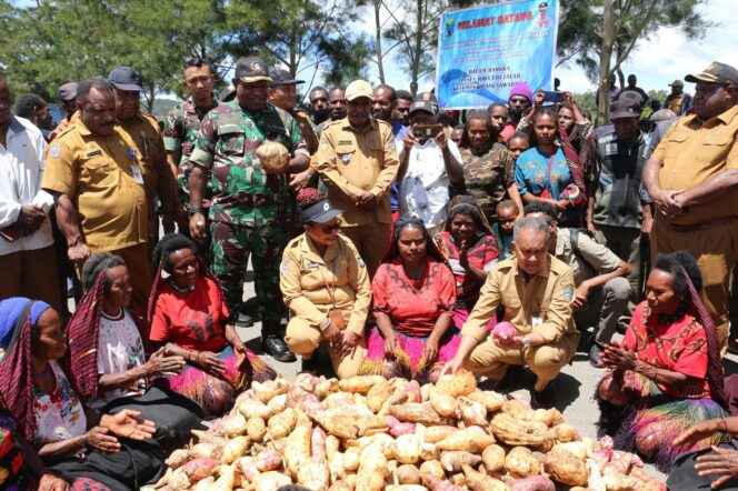 
					Pj Gubernur Papua Pegunungan, Velix Wanggai saat panen ubi jalar di Wamena. (Foto: kogabwilhan3)