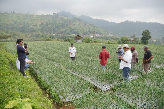 
					Petani dan penyuluh pertanian  lapangan (PPL) Papua saat belajar good agricultural practices (GAP) di daerah produsen pangan dan hortikultura di Pulau Jawa. (BI Papua)