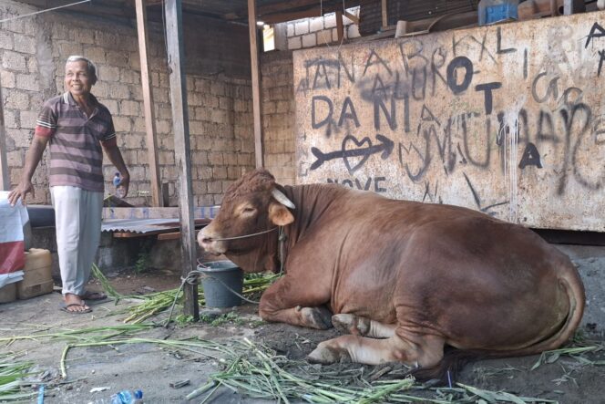 
					Penampakan sapi kurban Presiden Jokowi yang dibeli dari peternak di Arso II Kabupaten Keerom dengan bobot 845 kg. (KabarPapua.co/Imelda)