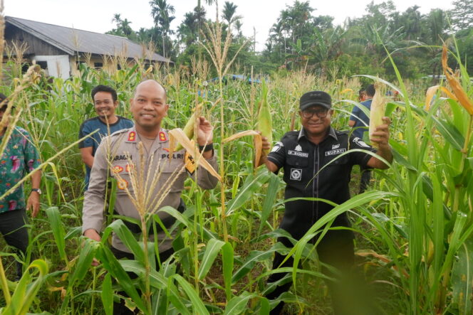 
					Penjabat Bupati Kepulauan Yapen, Welliam Manderi menunjukkan hasil panen jagung, Kamis 20 Juni 2024. (KabarPapua.co/Ainun Faathirjal)