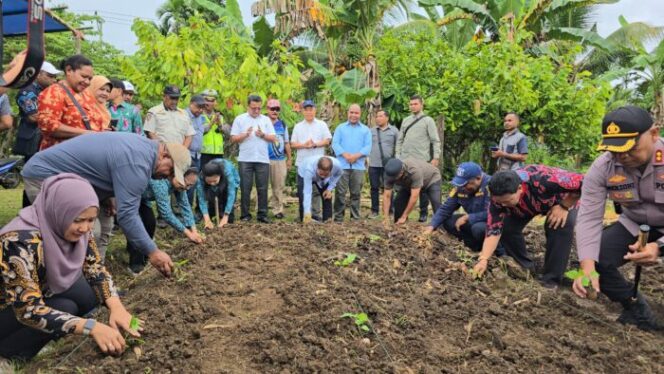 
					Penanaman bibit cabai di Kawasan Pertanian Kosiwo, Kabupaten Kepulauan Yapen oleh Penjabat Gubernur Papua, Ridwan Rumasukun. (Humas Pemkab Yapen)