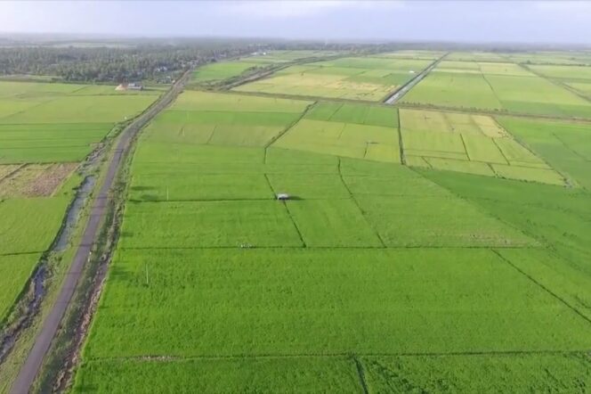 
					Penampakan lahan sawah yang dikelola petani asal Merauke, Papua Selatan. (Ist)