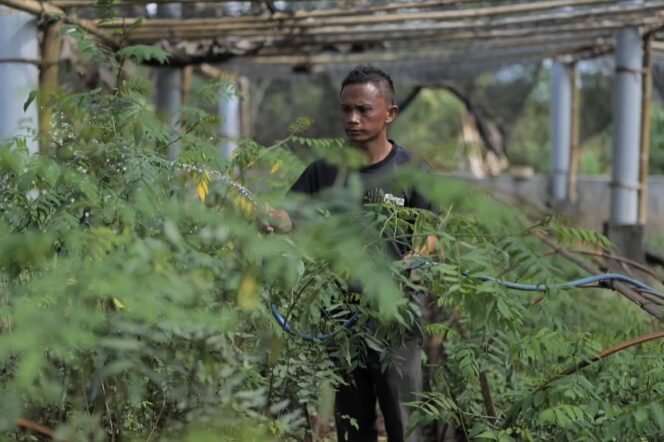 
					Seorang warga Desa Bojongkapol, Kecamatan Bojonggambir, Kabupaten Tasikmalaya, Jawa Barat menyiapkan bibit indigofera untuk lahan kritis sehingga menjadi produktif. (PLN)