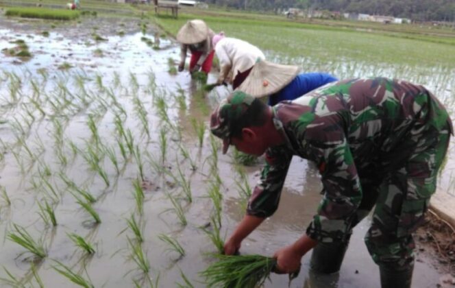 
					TNI membantu warga menadam padi. Foto:tni.mil.id