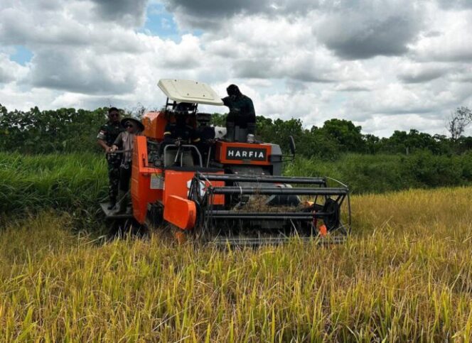 
					Panen padi di DIstrik Kurik Merauke. Foto: Pendam Cenderawasih