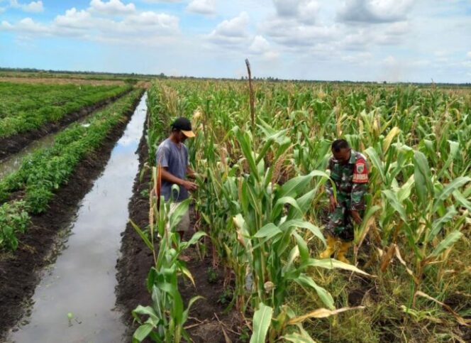 
					Kolaborasi Babinsa dan Petani Jagung di Merauke 
Foto: Pendam Cenderawasih.