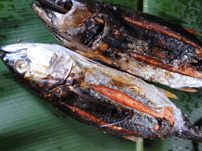 
					ilustrasi ikan asar. Foto: Net