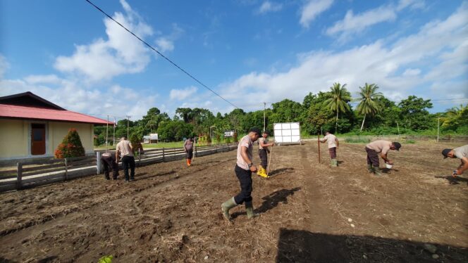 
					Penanaman kacang tanah di Kebun Polsek Bonggo untuk mendukung ketahanan pangan. (Polda Papua)