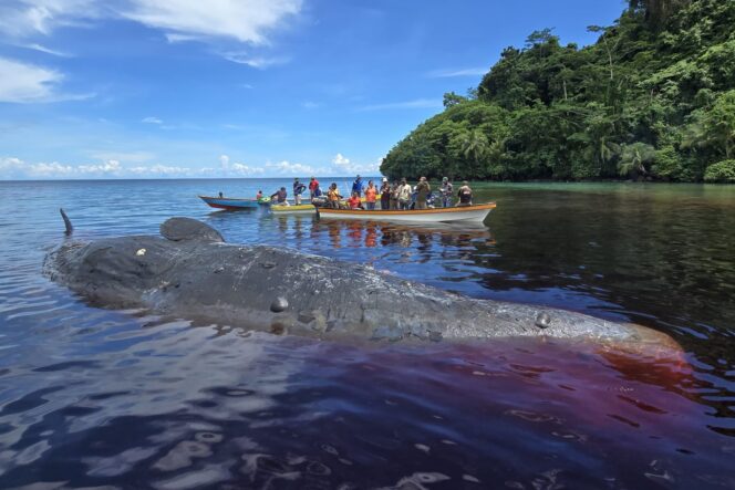 
					Penampakan bangkai ikan paus di Perairan Kampung Kawipi, Distrik Kepulauan Ambai, Kabupaten Kepulauan Yapen, Papua. (Prokopim Setda Yapen)