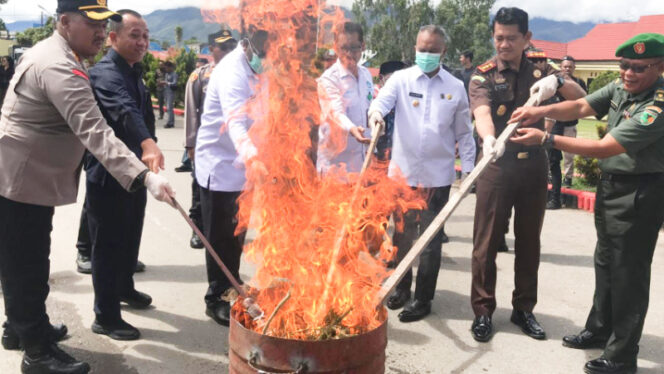
					Pemusnahan ratusan miras, senjata tajam, serta ganja oleh Polres Jayawijaya. (Foto KabarPapua.co/Agris Wistrijaya)