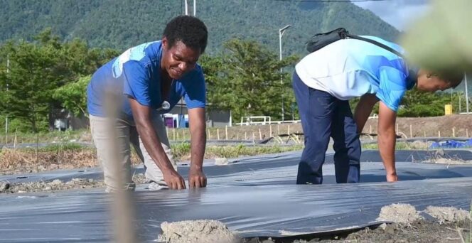 
					Penanaman semangka di Lanud Silas Papare sebagai dukungan ketahanan pangan di Papua. Foto:SC Silas Papare