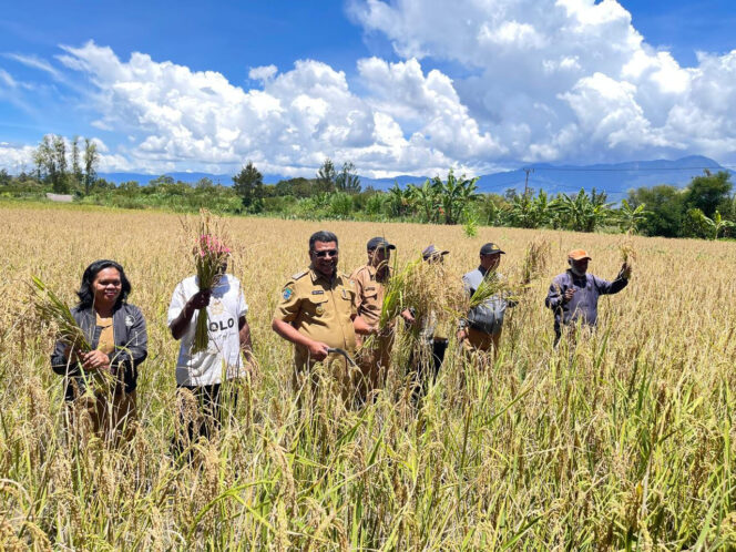 
					Penjabat Bupati Jayawijaya Thony M. Mayor melakukan panen raya pagi di Kampung Elabokama. Foto: Agris Wistrijaya/Kabarpapua.co