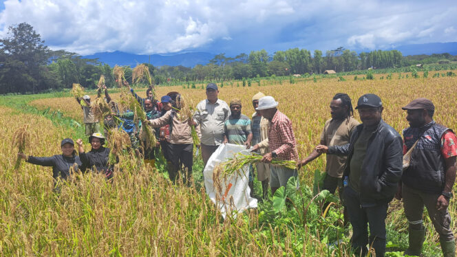 
					Kepala Dinas Pertanian Kabupaten Jayawijaya bersama kolompok tani panen pagi di Kampung Kosi Hilapok. Foto: Agris Wistrijaya/Kabarpapua.co