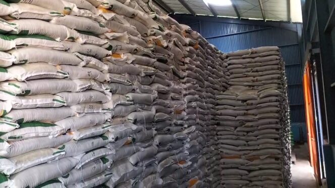 
					Tumpukan beras di gudang Bulog Serui. Foto: Ainun Faathirjal/Kabarpapua.co