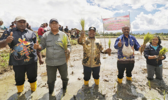 
					Wabup Jayawijaya Ronny Elopere bersama para pimpinan OPD Kabupaten Jayawijaya ikut menanam padi di Kampung Hubikosi, Distrik Hubikosi. (Foto dok: Kominfo Jayawijaya)
