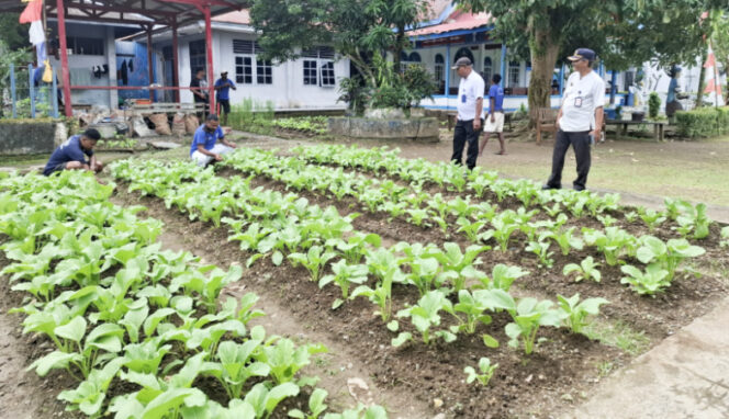 
					Sayur yang tumbuh segar di lahan sempit di area Lapas Kelas II B Serui. (KabarPapua.co/Ainun Faathirjal)