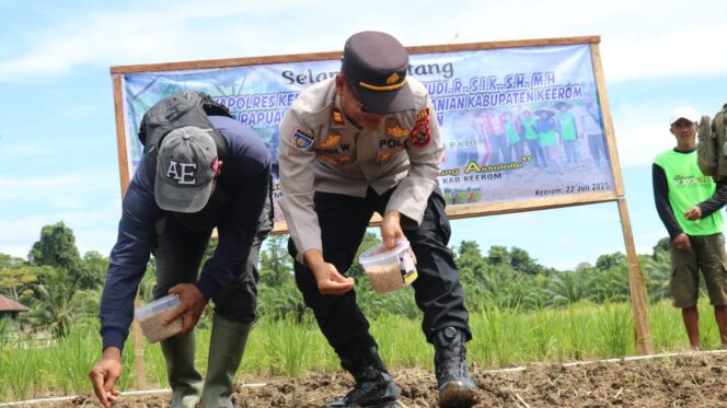 
					 GANJA menjadi kepanjangan dari Gabungan Anak Nanam Jagung Assolole. GANJA merupakan kelompok tani binaan Satuan Binmas Polres Keerom. Foto: Humas Polda Papua 