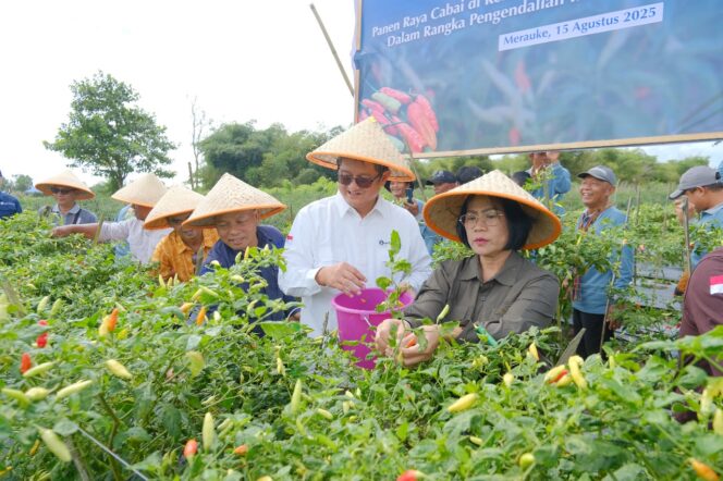
					Kepala Perwakilan Bank Indonesia Provinsi Papua, Faturachman melakukan panen raya cabai di Kampung Marga Mulya, Distrik Semangga pada lahan 40 hektare. Foto: BI Papua