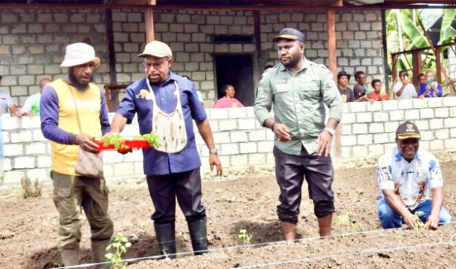 
					Bupati Jayapura Yunus Wonda saat menanaman tomat di Kampung Waibron, Distrik Sentani Barat, Kamis, 22 Mei 2025. (Foto dok: jayapurakab.go.id)