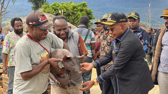 
					Bupati Puncak Elvis Tabuni serahkan bibit ternak babi ke petani Gome. Foto: Diskominfo Puncak 