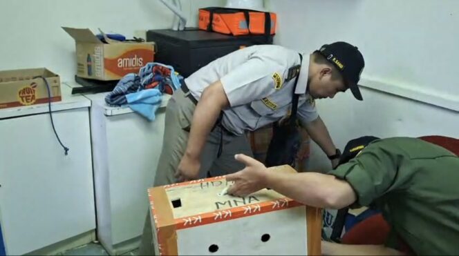 
					Penemuan ayam hidup tanya surat kesehatan yang berada di KM Sinabung. Foto: ist