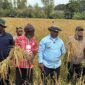 Bupati Jayawijaya panen padi di Distrik Hubikosi seluas 10,5 hektare. Foto: Agris Wistrijaya/KabarPapua.co