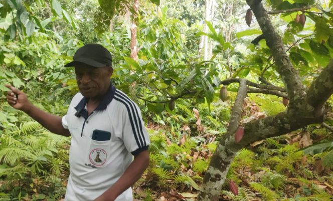 
					Penampakan Buah Kakao di kebun milik Pamansori Kayai di Keluarahan Anotourei, Kepulauan Yapen. (Foto IST)