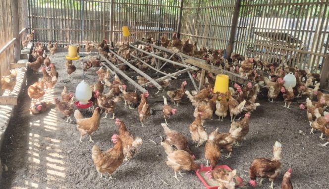 
					Suasana kandang ayam petelur milik peternak lokal di Kabupaten Kepulauan Yapen yang produksinya meningkat seiring berjalannya Program MBG. (Foto Istimewa)