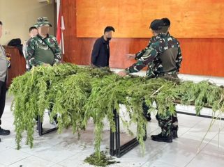 Barang bukti tanaman ganja yang ditemukan di wilayah Pegunungan Bintang, Papua Pegunungan. (Foto dok IST)