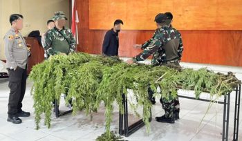 Barang bukti tanaman ganja yang ditemukan di wilayah Pegunungan Bintang, Papua Pegunungan. (Foto dok IST)
