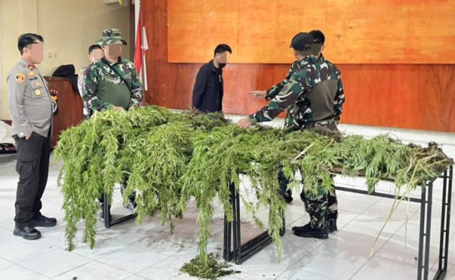 
					Barang bukti tanaman ganja yang ditemukan di wilayah Pegunungan Bintang, Papua Pegunungan. (Foto dok IST)