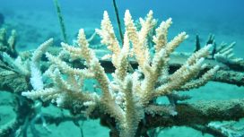 Aviation Fuel Terminal (AFT) Pattimura galakkan program CSR restorasi terumbu karang. (Foto dok: Pertamina)