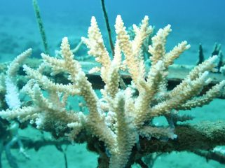 Aviation Fuel Terminal (AFT) Pattimura galakkan program CSR restorasi terumbu karang. (Foto dok: Pertamina)