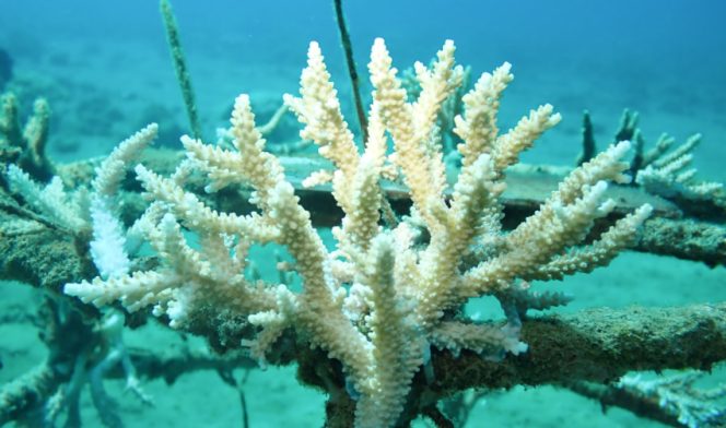 
					Aviation Fuel Terminal (AFT) Pattimura galakkan program CSR restorasi terumbu karang. (Foto dok: Pertamina)