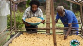 Moses Yigibalom (kiri) sedang menuangkan biji kopi pascapanen ke rak penjemuran (drying bed) bersama petani lain. (Foto dok IST/PLN)