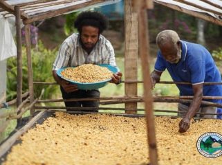 Moses Yigibalom (kiri) sedang menuangkan biji kopi pascapanen ke rak penjemuran (drying bed) bersama petani lain. (Foto dok IST/PLN)