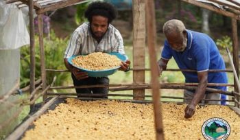 Moses Yigibalom (kiri) sedang menuangkan biji kopi pascapanen ke rak penjemuran (drying bed) bersama petani lain. (Foto dok IST/PLN)