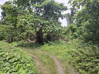 Akses jalan menuju Barawai yang masih tertutup. Foto: Ainun Faathirjal/KabarPapua.co
