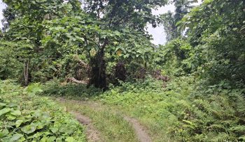Akses jalan menuju Barawai yang masih tertutup. Foto: Ainun Faathirjal/KabarPapua.co