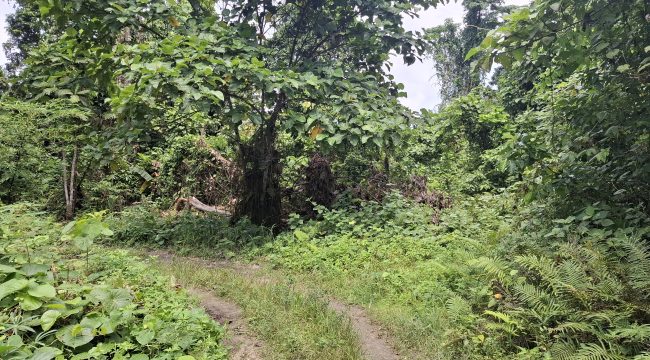 Akses jalan menuju Barawai yang masih tertutup. Foto: Ainun Faathirjal/KabarPapua.co