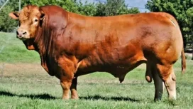 ilustrasi sapi jenis Limousin Cross. Foto: Net