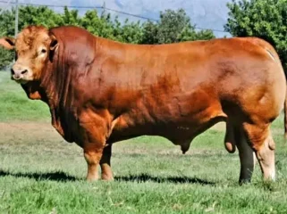 ilustrasi sapi jenis Limousin Cross. Foto: Net