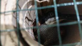Burung Cenderawasih jenis Kawat Mati yang disembunyikan di dalam pipa paragon untuk diselundupkan lewat Pelabuhan Jayapura. Foto: BKSDA Papua.