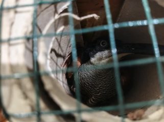 Burung Cenderawasih jenis Kawat Mati yang disembunyikan di dalam pipa paragon untuk diselundupkan lewat Pelabuhan Jayapura. Foto: BKSDA Papua.