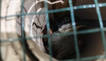 Burung Cenderawasih jenis Kawat Mati yang disembunyikan di dalam pipa paragon untuk diselundupkan lewat Pelabuhan Jayapura. Foto: BKSDA Papua.
