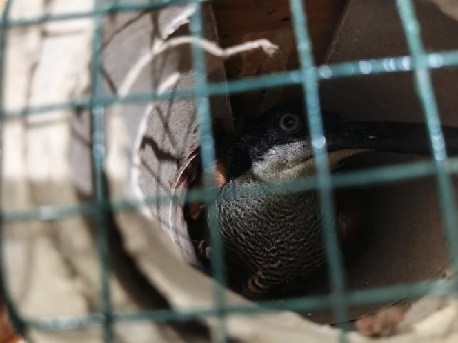 
					Burung Cenderawasih jenis Kawat Mati yang disembunyikan di dalam pipa paragon untuk diselundupkan lewat Pelabuhan Jayapura. Foto: BKSDA Papua.