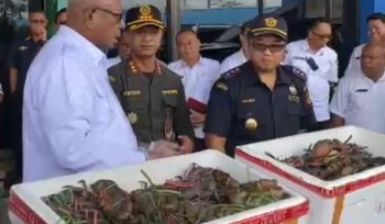 Pelepasan ekspor Kepiting Bakau di Timika. Foto: ist